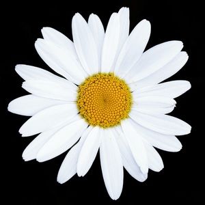 Meet your Posher, Lenny